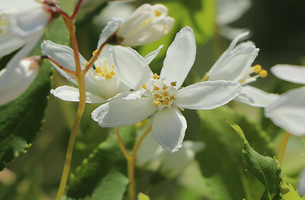 Deutzia ‘Yuki Snowflake’ – ein kleines Blütenwunder für jeden Garten