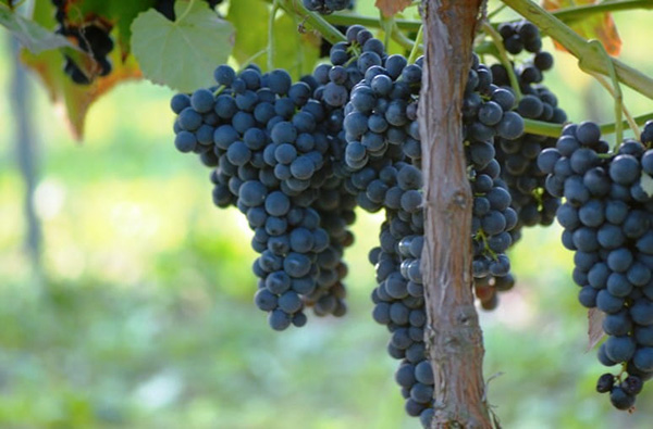 Blaue Weinrebe ‘ALDEN’ – große, aromatische Trauben