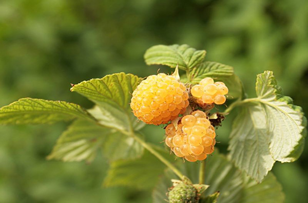 Jantar – gelbe Himbeere für den Garten