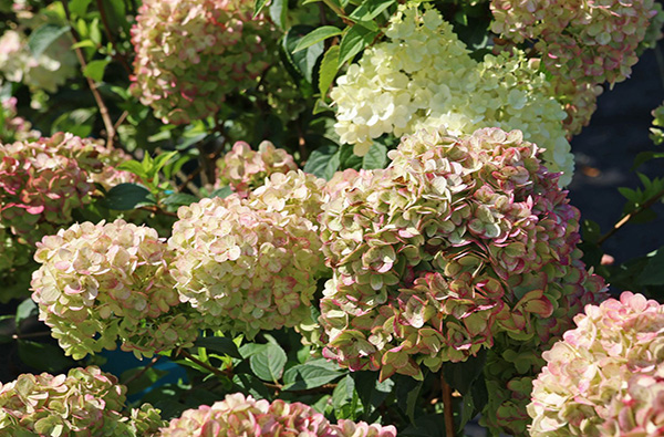 Hortensie ‘Petite Cherry’ – klein und farbenstark